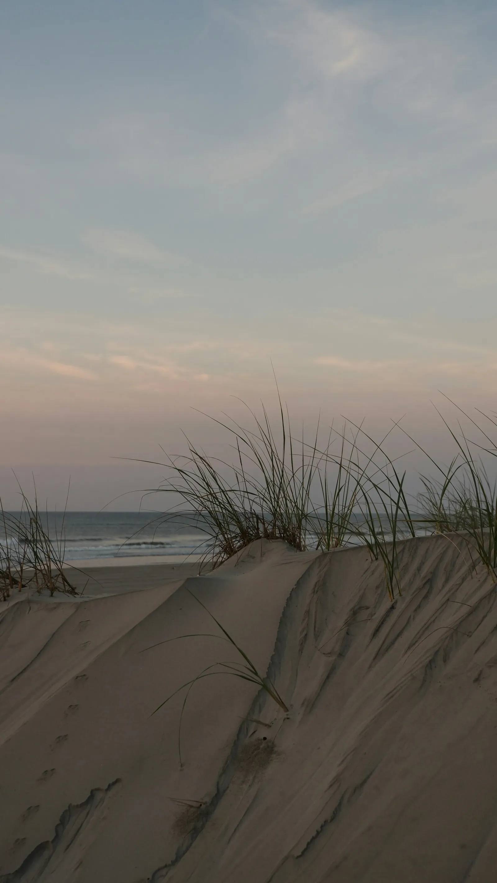 Sea oats on the dunes at dusk